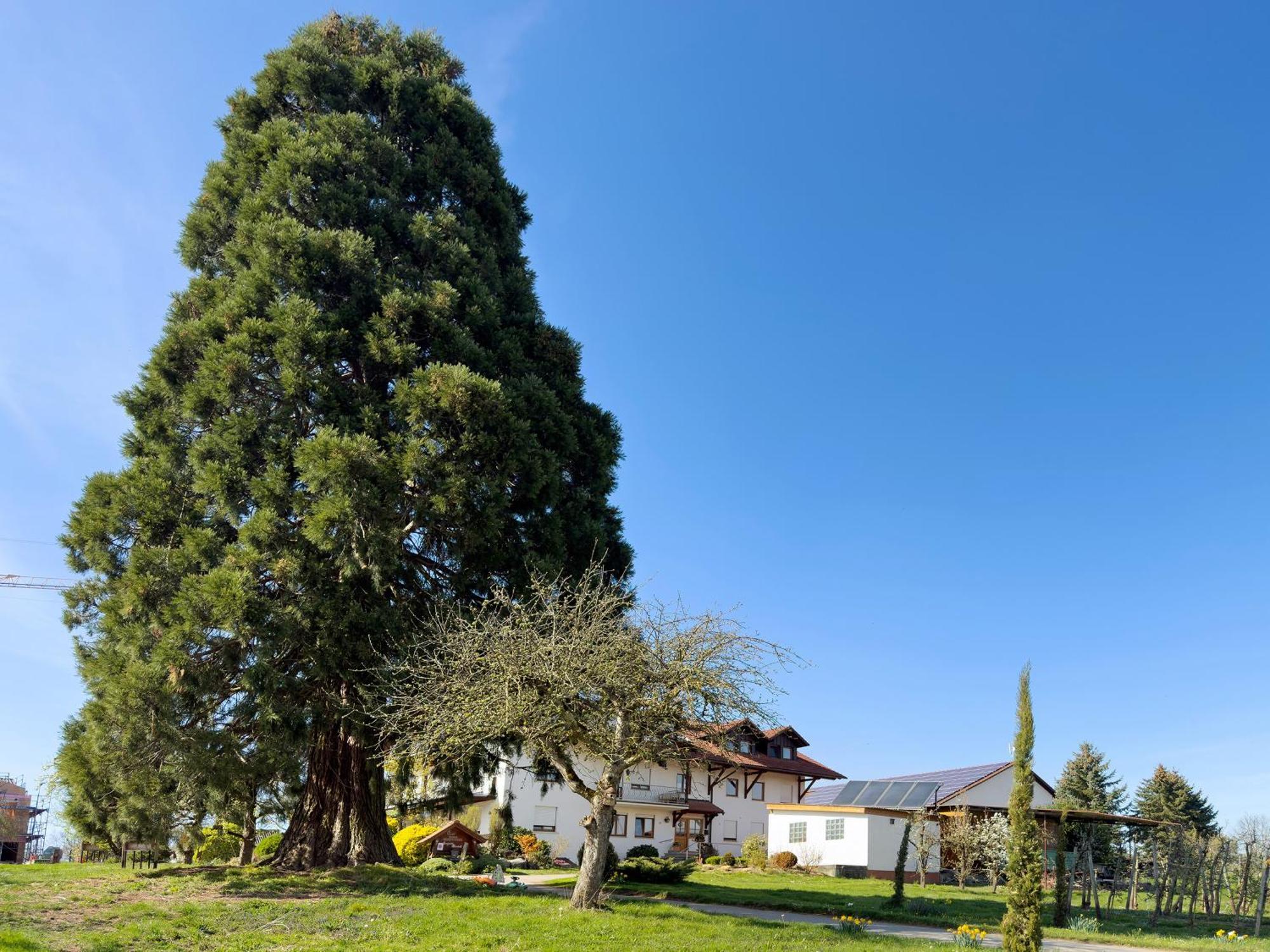 Bergchalet Mirabell - Hofgut FDH Екстериор снимка